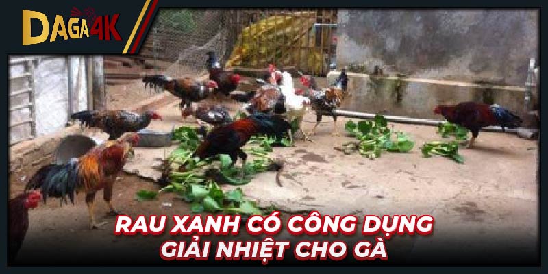 Rau xanh có công dụng giải nhiệt cho gà