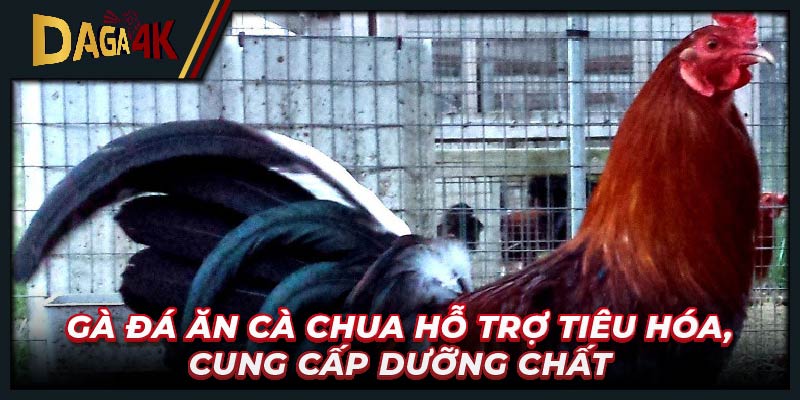 Gà đá ăn cà chua hỗ trợ tiêu hóa, cung cấp dưỡng chất