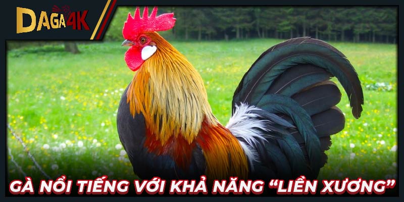 Gà nổi tiếng với khả năng “liền xương”