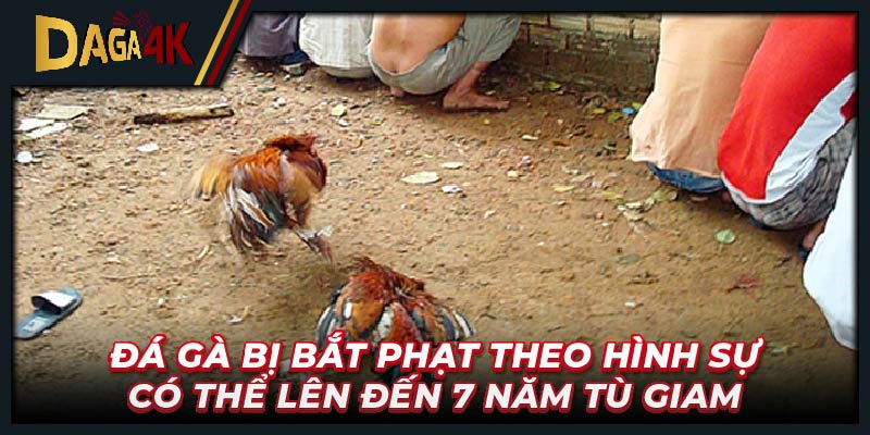 Đá gà bị bắt phạt theo hình sự có thể lên đến 7 năm tù giam