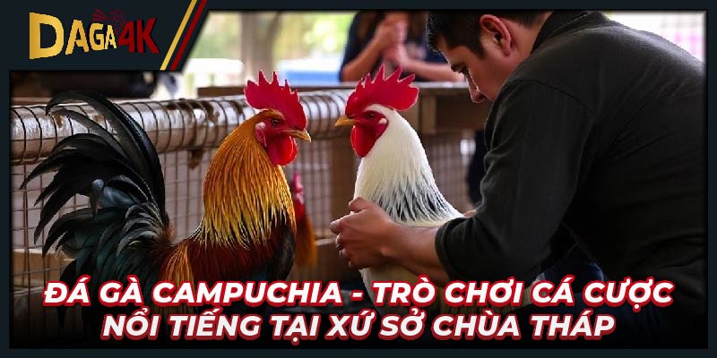 Đá gà Campuchia - Trò chơi cá cược nổi tiếng tại xứ sở Chùa Tháp