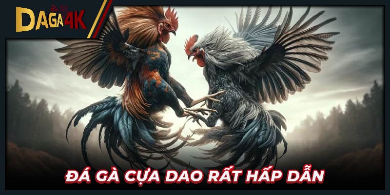 Đá gà cựa dao rất hấp dẫn