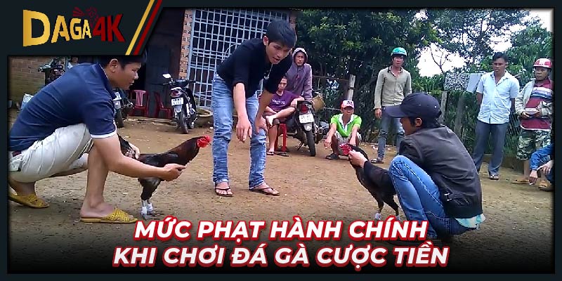 Mức phạt hành chính khi chơi đá gà cược tiền