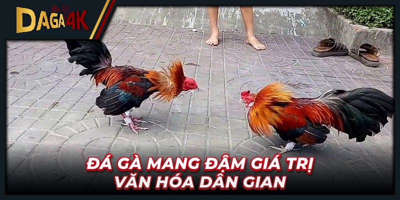 Đá gà mang đậm giá trị văn hóa dân gian