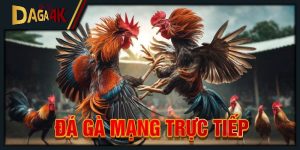 đá gà mạng trực tiếp