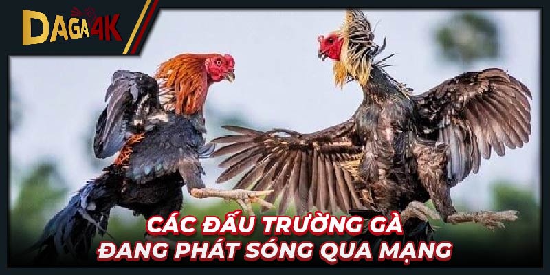 Các đấu trường gà đang phát sóng qua mạng