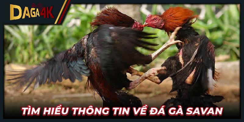 Tìm hiểu thông tin về trực tiếp đá gà Savan