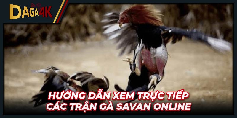 Hướng dẫn xem trực tiếp các trận gà Savan online