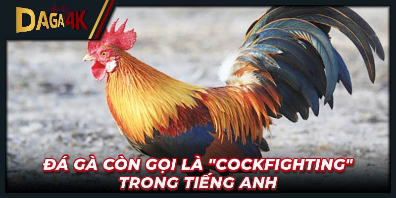 Đá gà còn gọi là "cockfighting" trong tiếng Anh