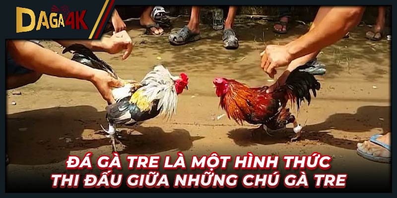 Đá gà tre là một hình thức thi đấu giữa những chú gà tre