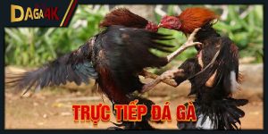 trực tiếp đá gà