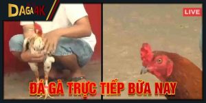 đá gà trực tiếp bữa nay