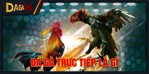 đá gà trực tiếp là gì