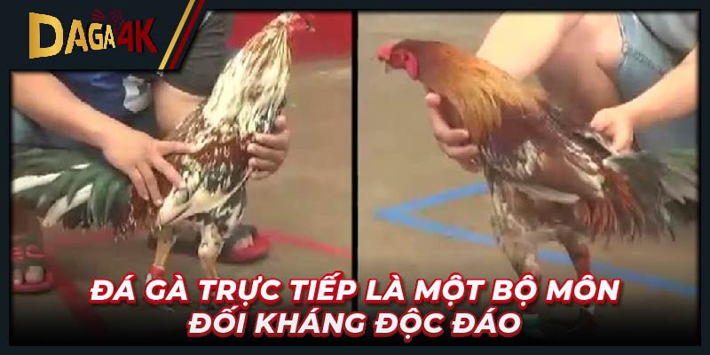 Đá gà trực tiếp là một bộ môn đối kháng độc đáo