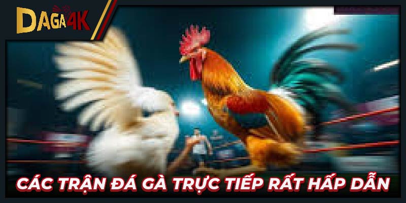 Các trận đá gà trực tiếp rất hấp dẫn