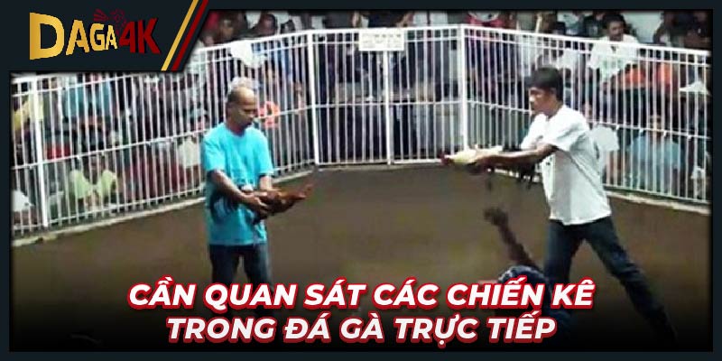 Cần quan sát các chiến kê trong đá gà trực tiếp