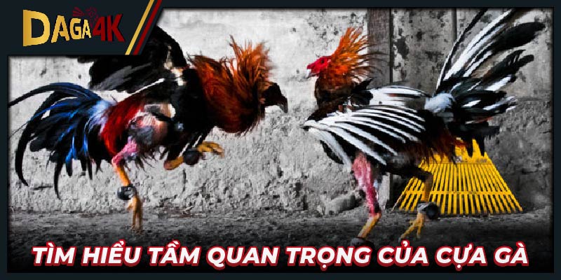 Tìm hiểu tầm quan trọng của cựa gà