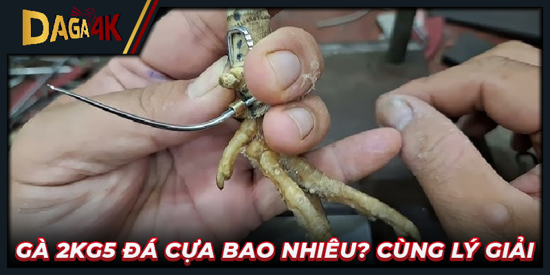 Gà 2kg5 đá cựa bao nhiêu? Cùng lý giải