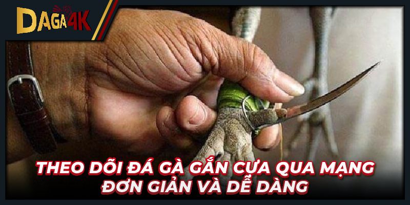 Theo dõi đá gà gắn cựa qua mạng đơn giản và dễ dàng