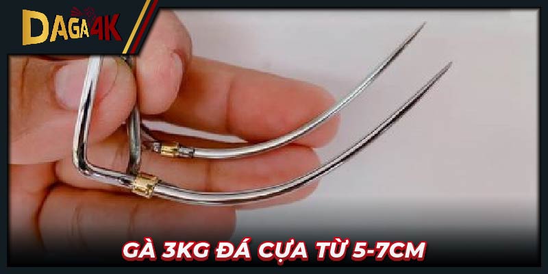 Gà 3kg đá cựa từ 5-7cm