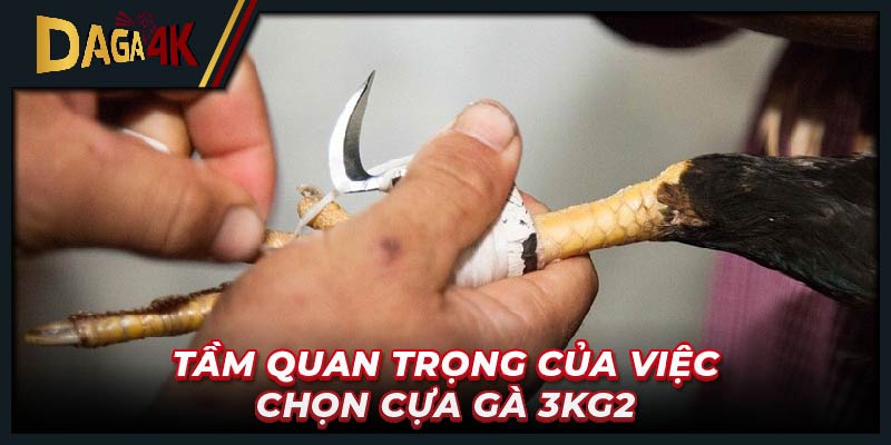 Tầm quan trọng của việc chọn cựa gà 3kg2