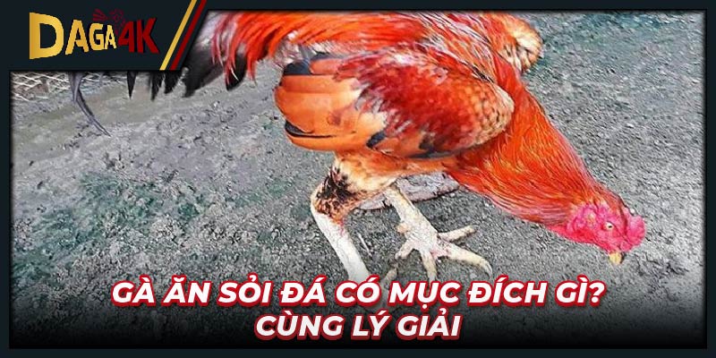 Gà ăn sỏi đá có mục đích gì? Cùng lý giải