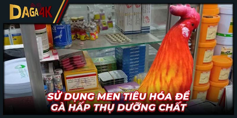 Sử dụng men tiêu hóa để gà hấp thụ dưỡng chất