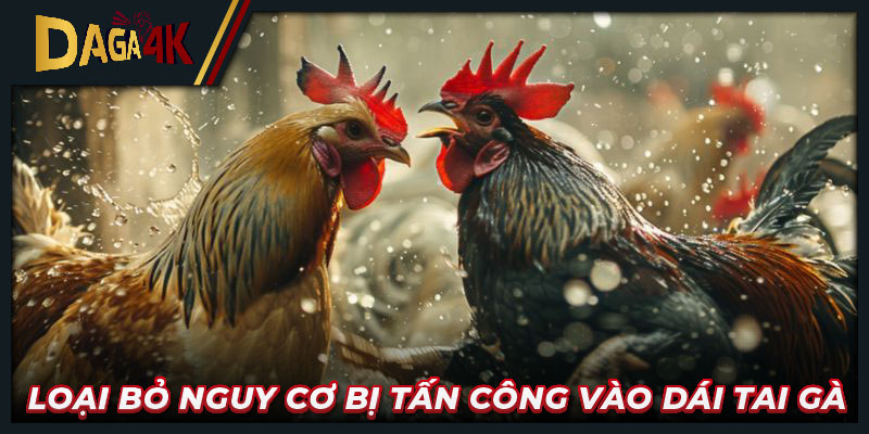 Loại bỏ nguy cơ bị tấn công vào dái tai gà