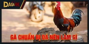 gà chuẩn bị đá nên làm gì