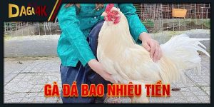 gà đá bao nhiêu tiền