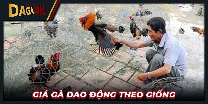 Giá gà dao động theo giống