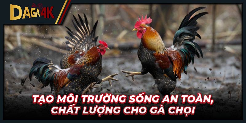 Tạo môi trường sống an toàn, chất lượng cho gà chọi