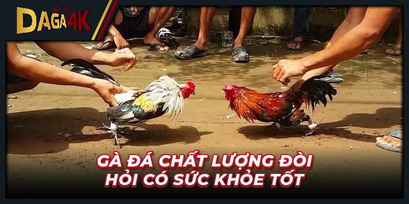 Gà đá chất lượng đòi hỏi có sức khỏe tốt, độ dẻo dai cao