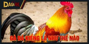 gà đá kiềng là như thế nào