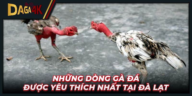 Những dòng gà đá được yêu thích nhất tại Đà Lạt