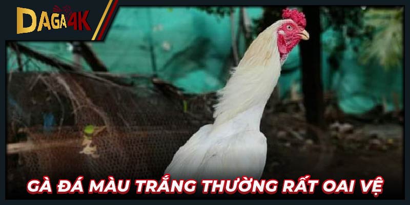 Gà đá màu trắng thường rất oai vệ