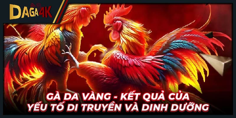 Gà da vàng - Kết quả của yếu tố di truyền và dinh dưỡng