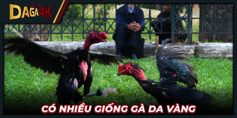 Có nhiều giống gà da vàng