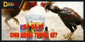 gà đá về cho uống thuốc gì