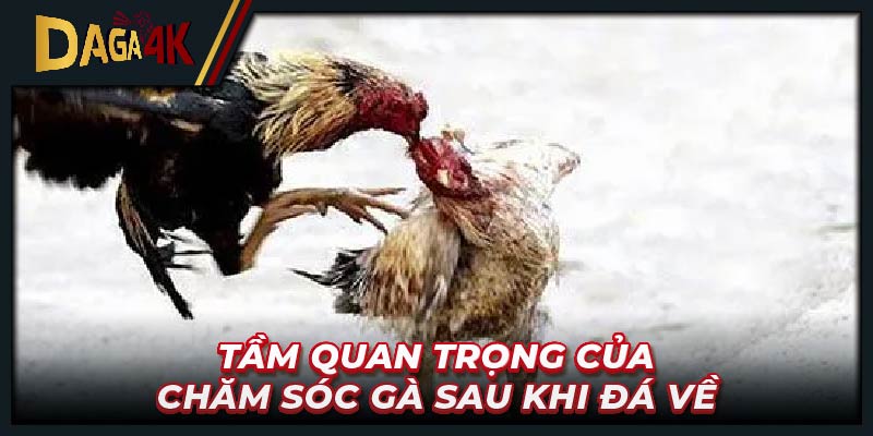 Tầm quan trọng của chăm sóc gà sau khi đá về