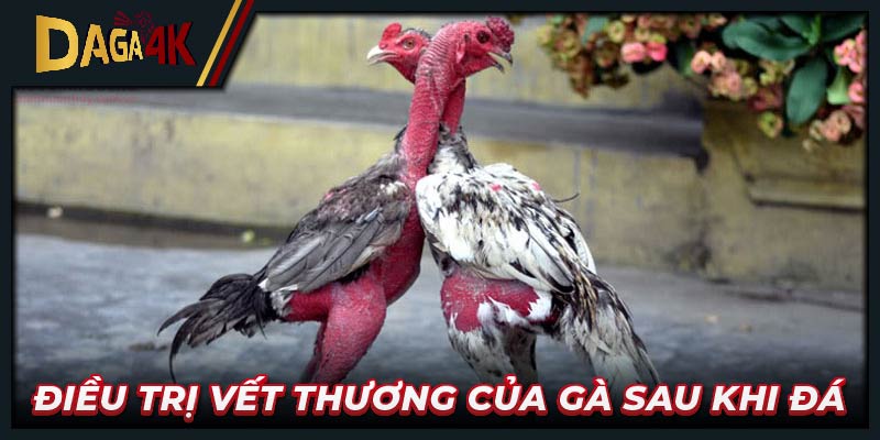 Điều trị vết thương của gà sau khi đá