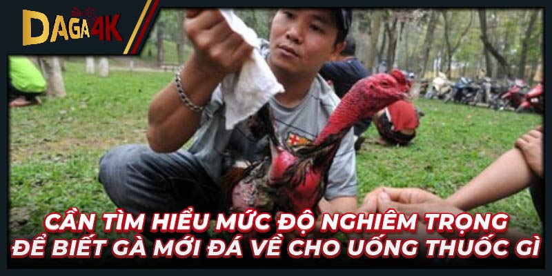 Cần tìm hiểu mức độ nghiêm trọng để biết gà mới đá về cho uống thuốc gì