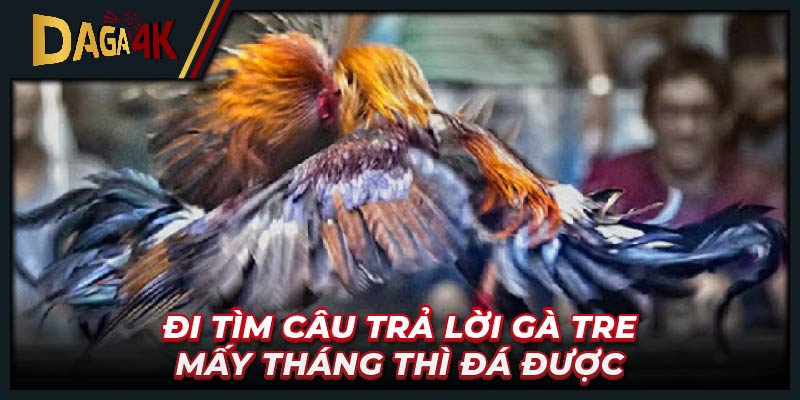 Đi tìm câu trả lời gà tre mấy tháng thì đá được