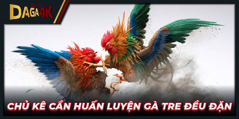 Chủ kê cần huấn luyện gà tre đều đặn