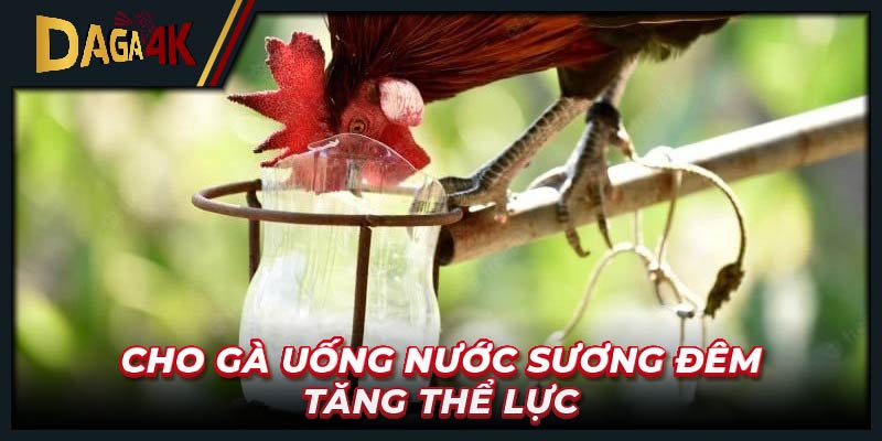 Cho gà uống nước sương đêm tăng thể lực