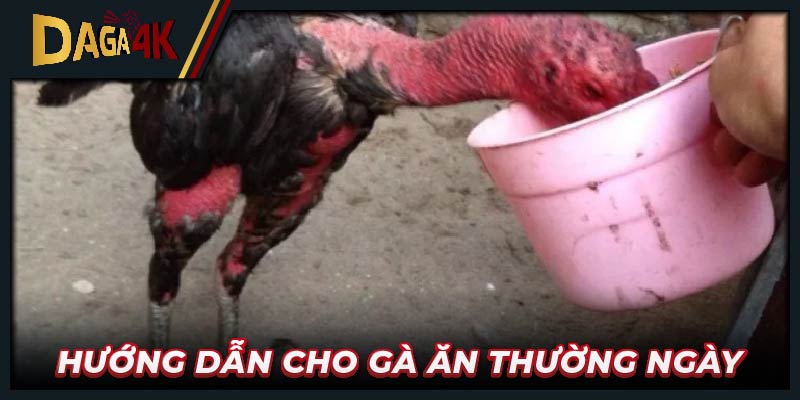 Hướng dẫn cho gà ăn thường ngày