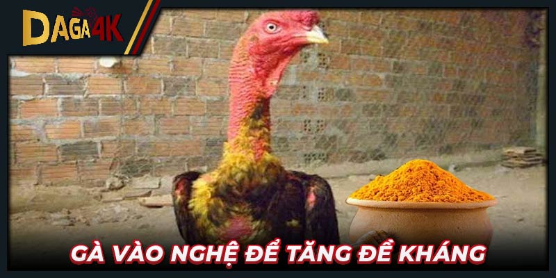 Gà vào nghệ để tăng đề kháng