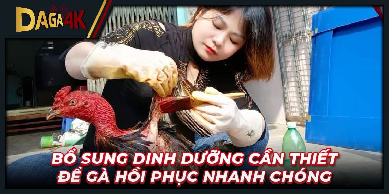 Bổ sung dinh dưỡng cần thiết để gà hồi phục nhanh chóng