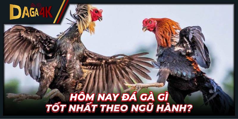 Hôm nay đá gà gì tốt nhất theo ngũ hành?