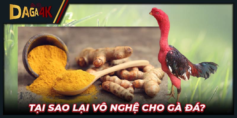 Tại sao lại vô nghệ cho gà đá?